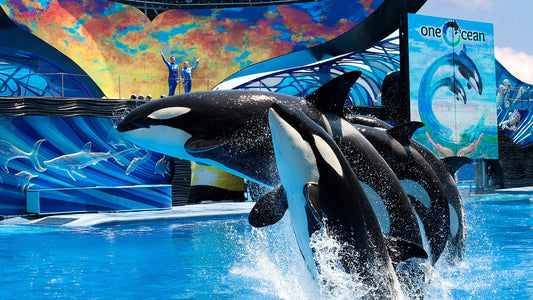🤝 Insiders: Investing in Amusement Parks