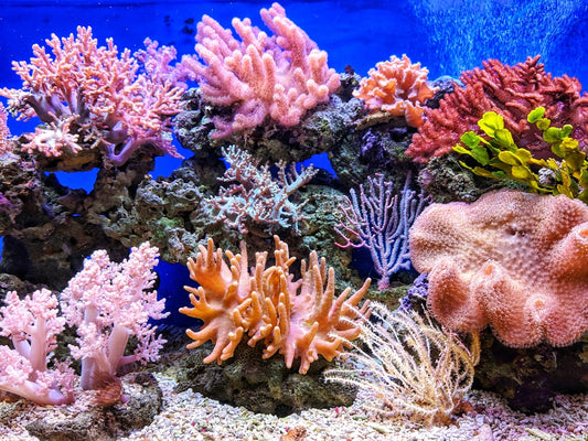 🍋 Private Equity 🤝 Coral Reefs